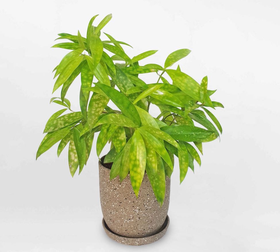 Ý nghĩa của cây Trúc Nhật Vàng